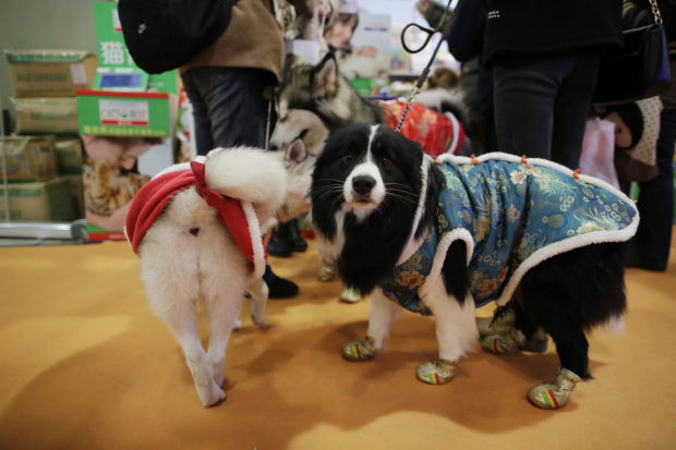 China Pet Fair